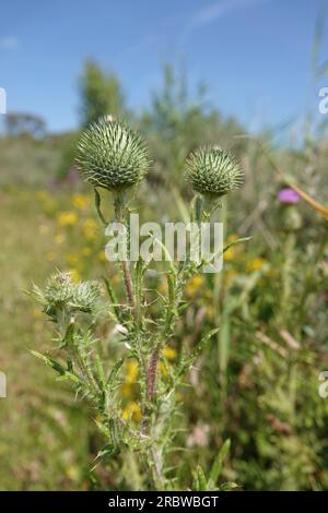 Natürliche vertikale Weitwinkelaufnahme auf einer ungeöffneten Blütenknospe eines Bullen oder einer Speerdistel, Cirsium vulgare, vor einem sonnigen blauen Himmel Stockfoto
