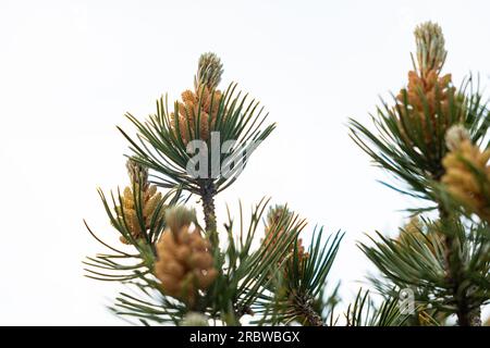 Junge Zapfen auf einem Pinienzweig, nah am Himmel Stockfoto