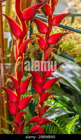 Blume Heliconia rot aus der Nähe Stockfoto