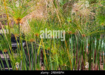 Cyperus-papyrus-Nahaufnahme an einem sonnigen Tag Stockfoto