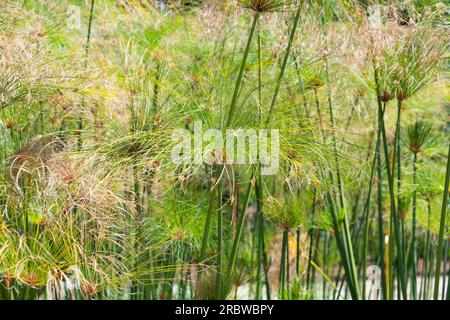 Cyperus-papyrus-Nahaufnahme an einem sonnigen Tag Stockfoto