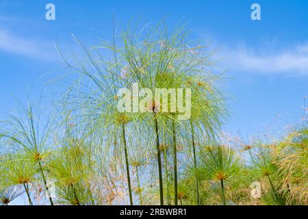 Cyperus-papyrus-Nahaufnahme an einem sonnigen Tag Stockfoto