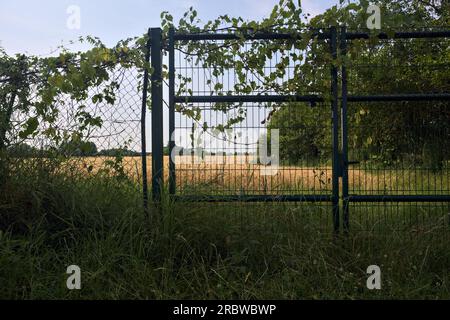 Weizenfeld in der italienischen Landschaft im Sommer durch ein Tor, das von einer Kriechpflanze bedeckt ist Stockfoto
