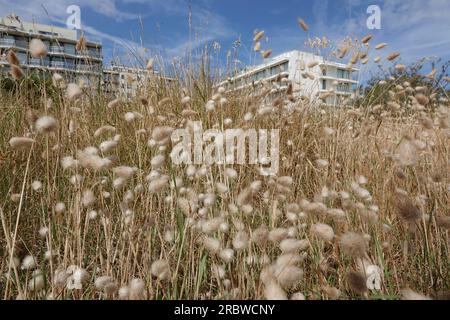 Weitwinkel-Nahaufnahme an einer Aggregation des seltenen Hasenschwanzes. Oder Hasenschwanzgras, Lagurus ovatus an der belgischen Küste Stockfoto