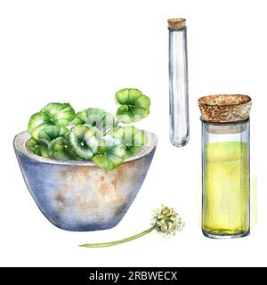 Centella asiatica, ätherische Öle, Steinschale, wasserfarbene Illustration, isoliert auf weiß. Steinmörtel, Glaskolben, Reagenzglas, gotu-Cola, Cola-Hand-dr. Stockfoto