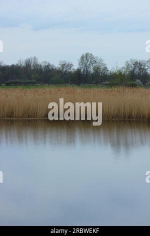 Blick auf den Ryck bei Greifswald, Mecklenburg-Vorpommern, Deutschland, mit Schilf am Wasserrand. Stockfoto