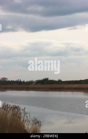 Blick auf den Ryck bei Greifswald, Mecklenburg-Vorpommern, Deutschland, mit Schilf am Wasserrand. Stockfoto