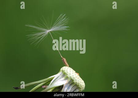 Der letzte Samen eines Löwenzahn-(Taraxacum-)Kugelgewehrs. Stockfoto