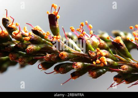 Supernahaufnahmen von Wüstenblüten (Amorpha fruticosa). Stockfoto