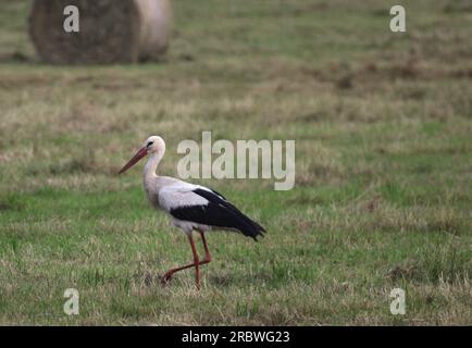 Ein weißer Storch (Ciconia ciconia), der auf einer Wiese mit Heuballen steht. Stockfoto