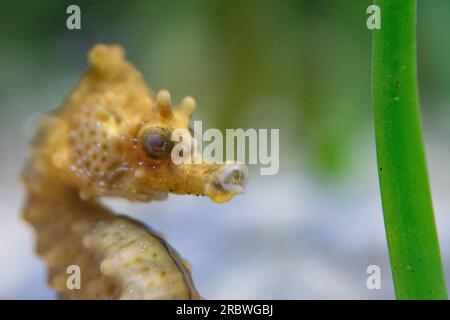 Ein Kurzschnüffler, männlich im Aquarium von bristol Stockfoto