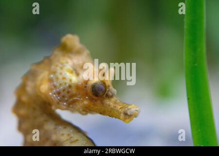 Ein Kurzschnüffler, männlich im Aquarium von bristol Stockfoto