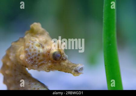 Ein Kurzschnüffler, männlich im Aquarium von bristol Stockfoto