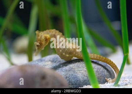 Ein Kurzschnüffler, männlich im Aquarium von bristol Stockfoto