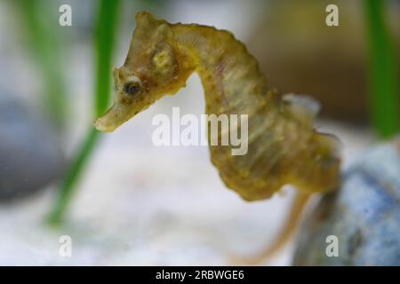 Ein Kurzschnüffler, männlich im Aquarium von bristol Stockfoto