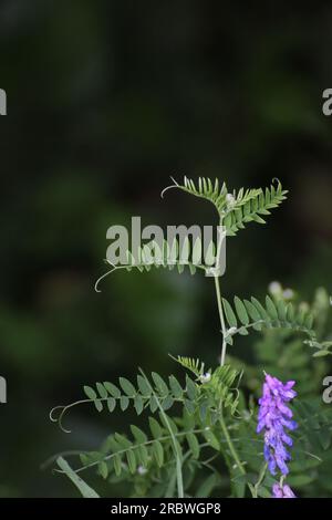 Verzweigte Blätter der Vogelwicke (Vicia cracca). Stockfoto