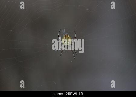 Vier-Punkt Orb-Weaver (Araneus Quadratus) sitzen im Netz. Stockfoto