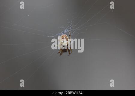 Vier-Punkt Orb-Weaver (Araneus Quadratus) sitzen im Netz. Stockfoto