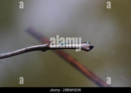 Nordblaublau (Enallagma cyathigerum), das auf einem Zweig sitzt. Stockfoto