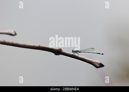 Nordblaublau (Enallagma cyathigerum), das auf einem Zweig sitzt. Stockfoto