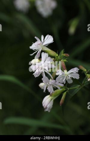 Blume der Gattung Silene (campion/Catchfly). Stockfoto