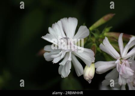 Blume der Gattung Silene (campion/Catchfly). Stockfoto