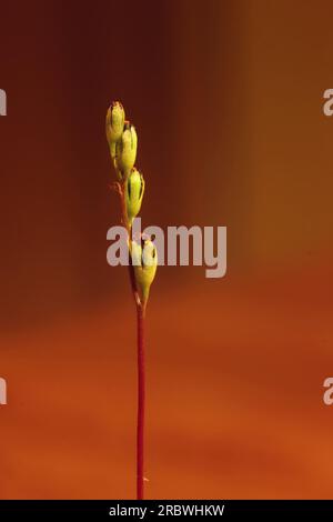 Makroaufnahme einer kleinen Blüten der Sonnentau (Drosera Rotundifolia). Stockfoto