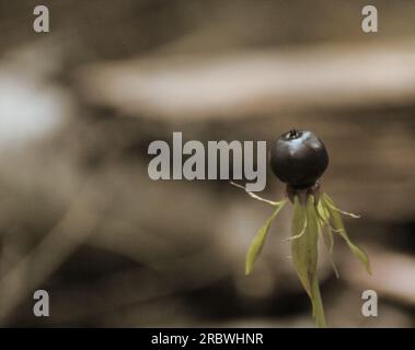 Einbeere (Paris Quadrifolia) Beere in Sepia Stil Bild. Stockfoto