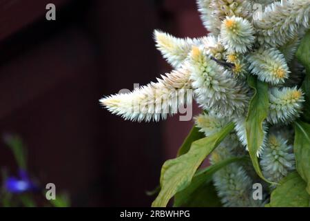 Gefiederte Hahnenkamm (Celosia Argentea) in einem Blumenkasten in Schweden. Stockfoto