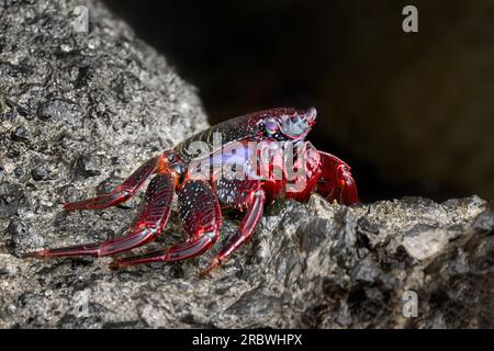 Atlantische rote Steinkrabbe (Grapsus adscensionis) rote adulte Krabbe im Seitenblick auf Fuerteventura Stockfoto