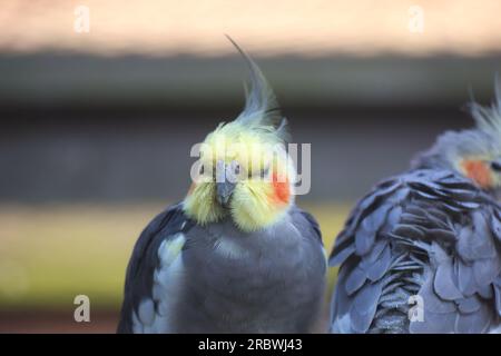 Ein männlicher Cockatiel (Nymphicus hollandicus). Stockfoto