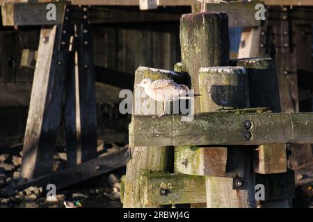 Juvenile Europäische Silbermöwe (Larus Argentatus) sitzen an Holzbalken in einer Küstenregion. Stockfoto