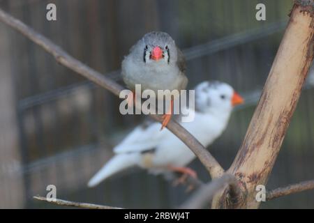 Zebrafinken (Taeniopygia Guttata) in einer Voliere. Stockfoto