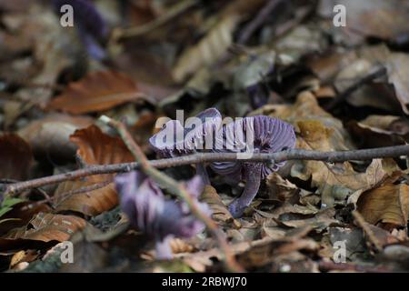 Amethyst Deception (Laccaria amethystina) in Deutschland. Stockfoto