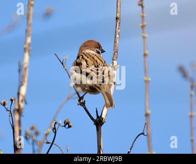 Spatzen (Passer) in der Wildnis sitzen auf einem Ast Stockfoto
