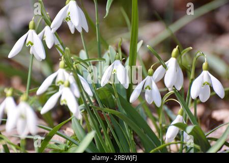 Im Wald in freier Wildbahn blühen Schneeglöckchen im Frühling (Galanthus nivalis). Stockfoto