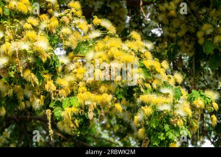 Zarte gelbe Blüten von Albizia lebbeck oder Siris Tree oder Damenzungenbaum aus nächster Nähe Stockfoto