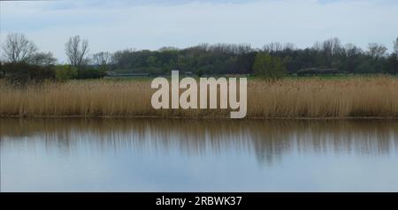 Blick auf den Ryck bei Greifswald, Mecklenburg-Vorpommern, Deutschland, mit Schilf am Wasserrand. Stockfoto