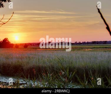 Blick auf den Ryck bei Greifswald, Mecklenburg-Vorpommern, Deutschland, mit Schilf am Ufer, Lotus und Bäumen. Das Abbild wurde mit einem HDR-im erstellt Stockfoto