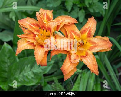 Blick aus der Nähe auf die frischen orangefarbenen und roten Blüten von hemerocallis fulva kwanso, auch bekannt als orangefarbene Tageslilie oder Maislilie, die nach dem Regen im Freien blühen Stockfoto