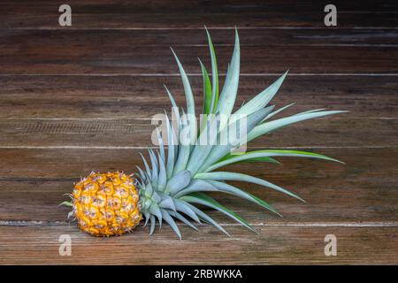 Nahaufnahme kleiner reifer Ananasfrüchte oder Ananas comosus mit isolierten Blättern auf dunklem Holzhintergrund Stockfoto