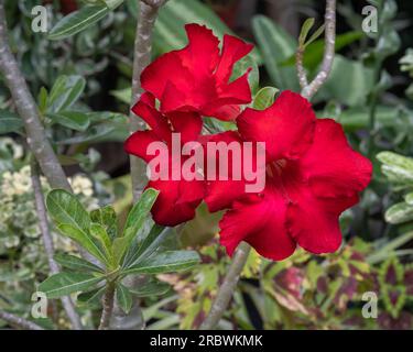 Blick aus der Nähe auf die leuchtend roten Blumen von adenium obesum, auch bekannt als Wüstenrose, die im tropischen Garten blühen Stockfoto