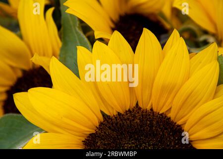 Frische gelbe Blütenblätter von Sonnenblumenblüten mit unreifen Sonnenblumenkernen in der Mitte der Blume. Strauß von Sonnenblumenpflanzen. Blumige Anordnung von Su Stockfoto
