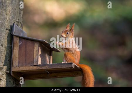 Von vorne nach hinten auf ein wildes rotes Eichhörnchen (Sciurus vulgaris), das bei Wintersonne auf einer Futterbox in einem britischen Wald isoliert ist. Stockfoto