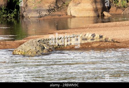 Ein großes Krokodil gleitet mühelos in den Ruaha River, nachdem er sich auf einer Sandbank sonnte. Diese alten Saurianer sind hervorragend an ein Leben angepasst. Stockfoto