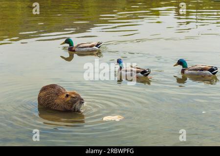 Einige Enten und Nutria am Fluss Bisenzio Stockfoto