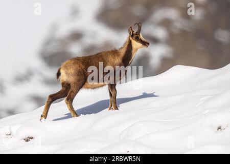 Chamois (Rupicapra rupicapra) Ziegenantilope im Schnee der Spanischen Pyrenäen. Naturlandschaft in Europa. Stockfoto