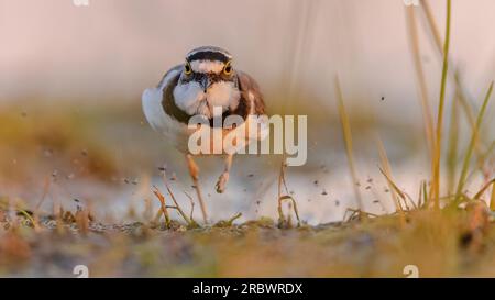 Der kleine Ringelpfeifer (Charadrius dubius) läuft am Ufer entlang, während Insekten gestört werden. Wildtierszene in der Natur Europas Stockfoto