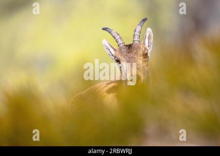 Westspanische Ibex oder Gredos Ibex (Capra pyrenaica victoriae). Junge Jungtiere, die durch das Gras in den Bergen Sierra de Gredos, Spanien, gucken. Verrückt Stockfoto