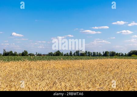 Weizenfelder mit Getreide sind fast bereit für die Ernte. Foto an einem sonnigen Sommertag Stockfoto